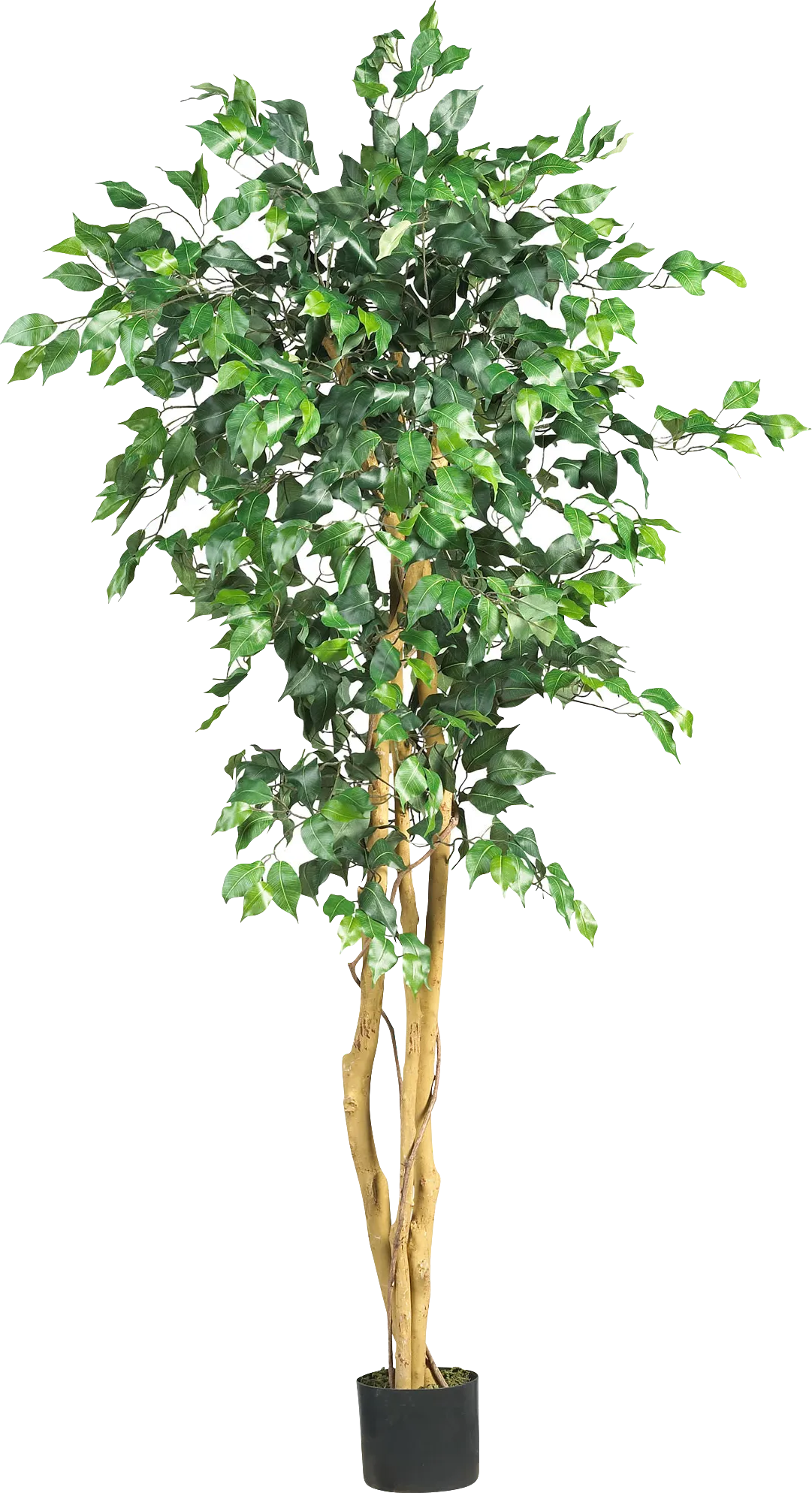 Adaliz Green Ficus Silk Tree