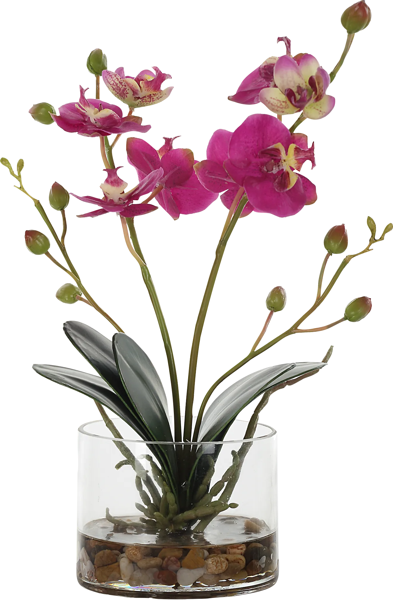 Alie Pink Plant