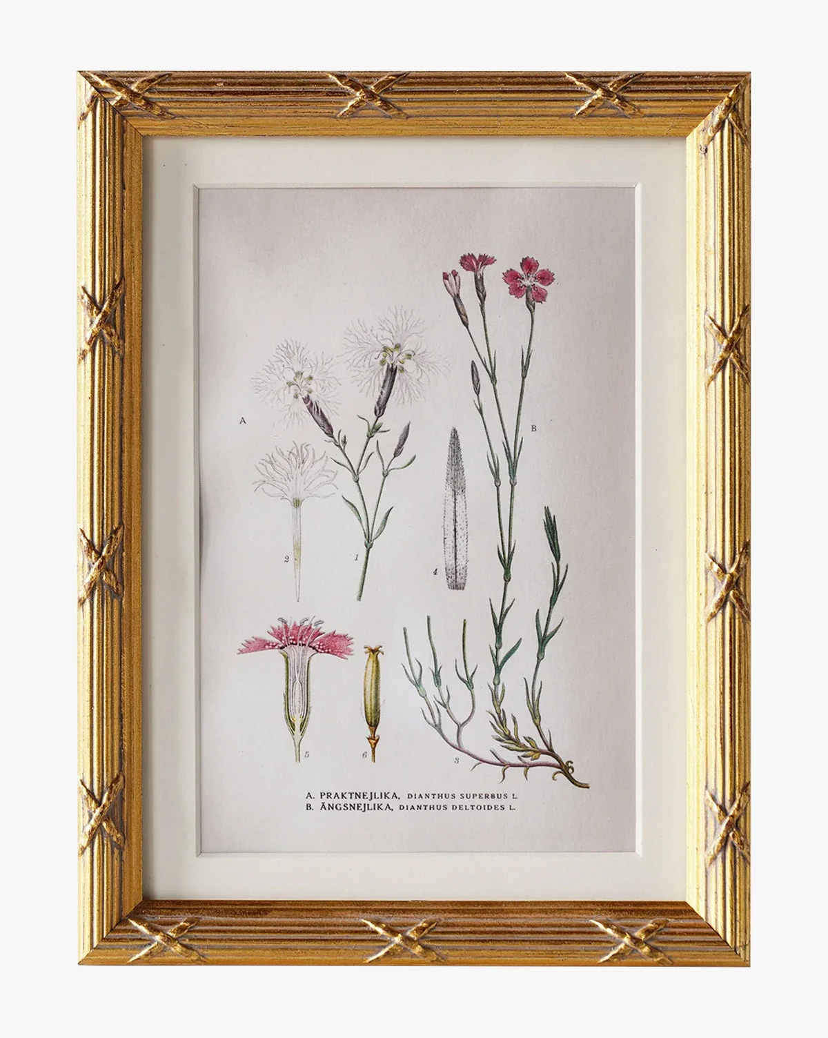 Botanical Study No. 1