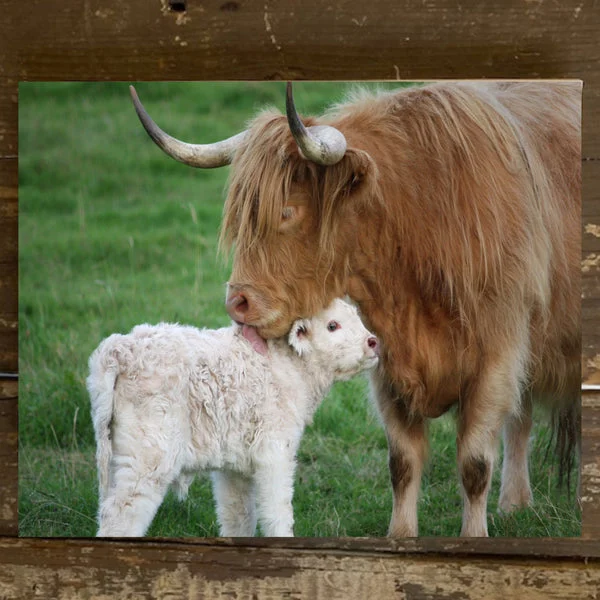 Highland Cow and Calf Nursery Decor, Farmhouse style