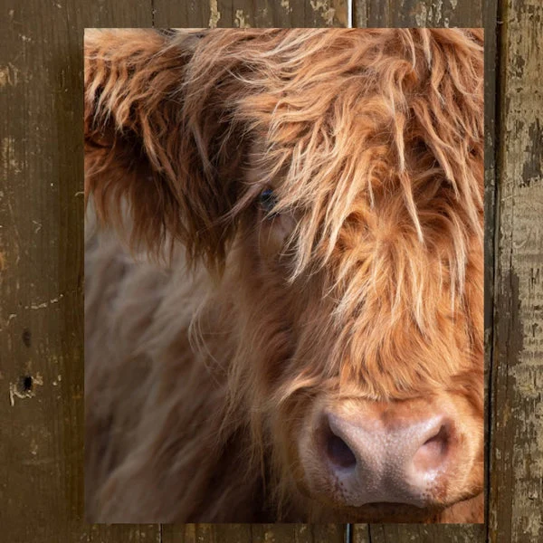 Highland Cow Face Canvas Art Print, Farmhouse Rustic Photo Decor Made in the USA