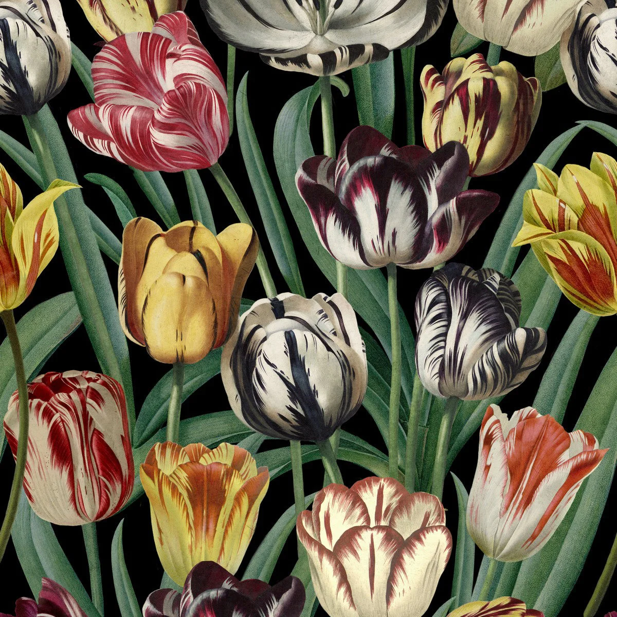Mind The GapTulipa Wallpaper