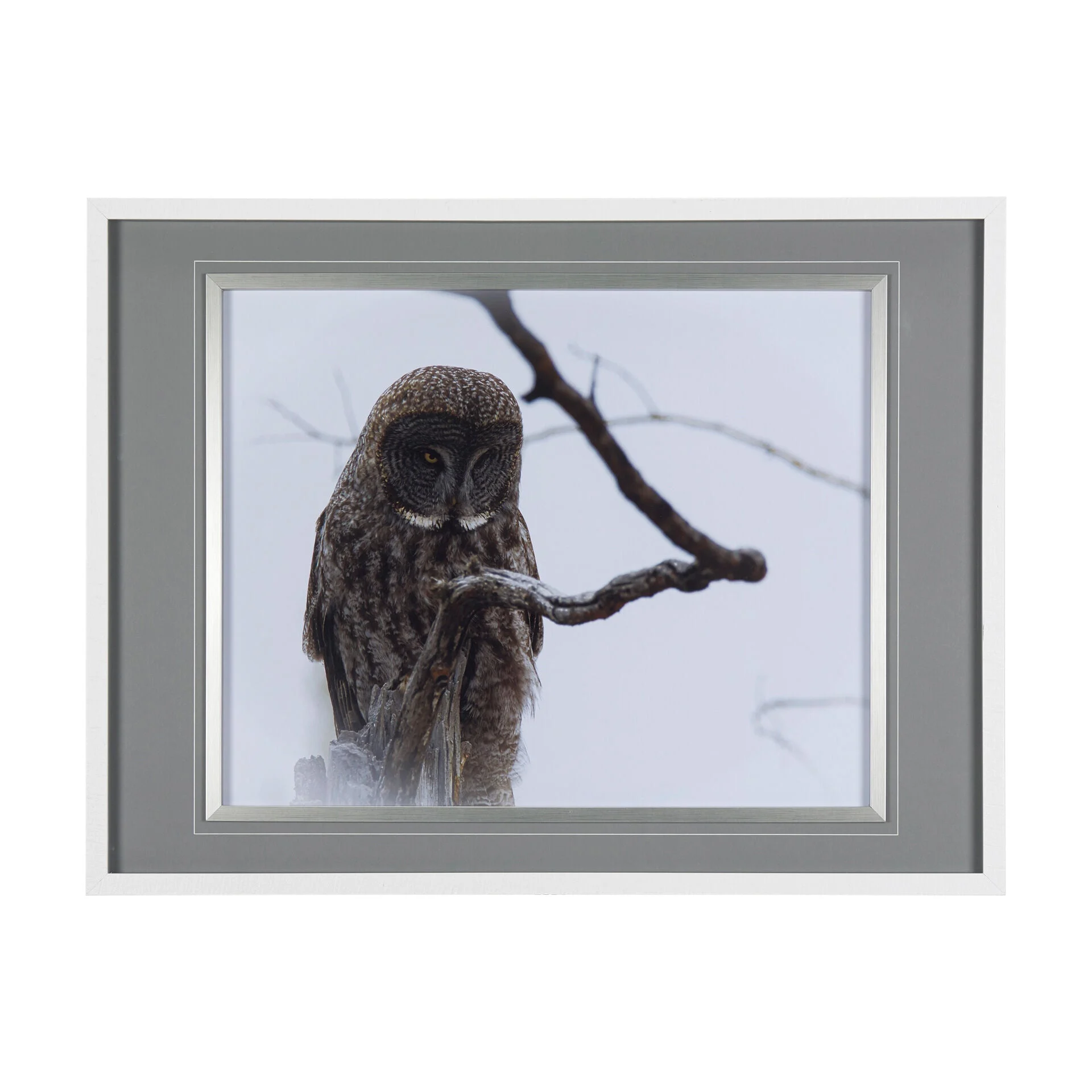 Owl Wall Art