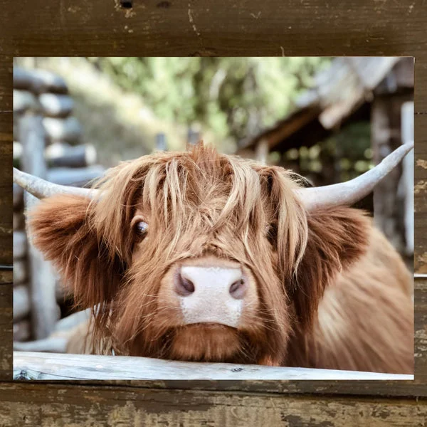 Rustic Nester - Color cattle photo canvas art print, Farmhouse wall decor