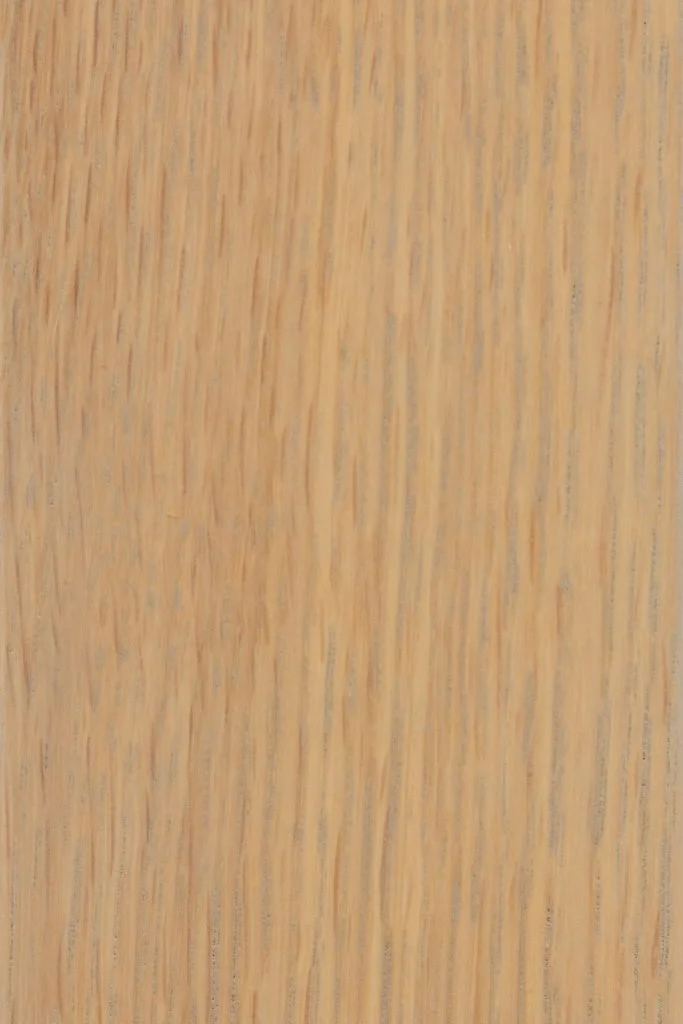 Seashell on Quartersawn White Oak