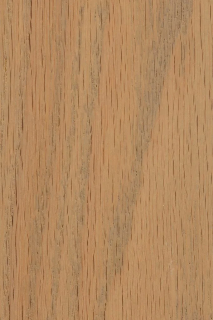 Seashell on Red Oak Sample