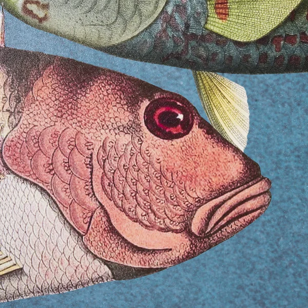 Vadum Piscis