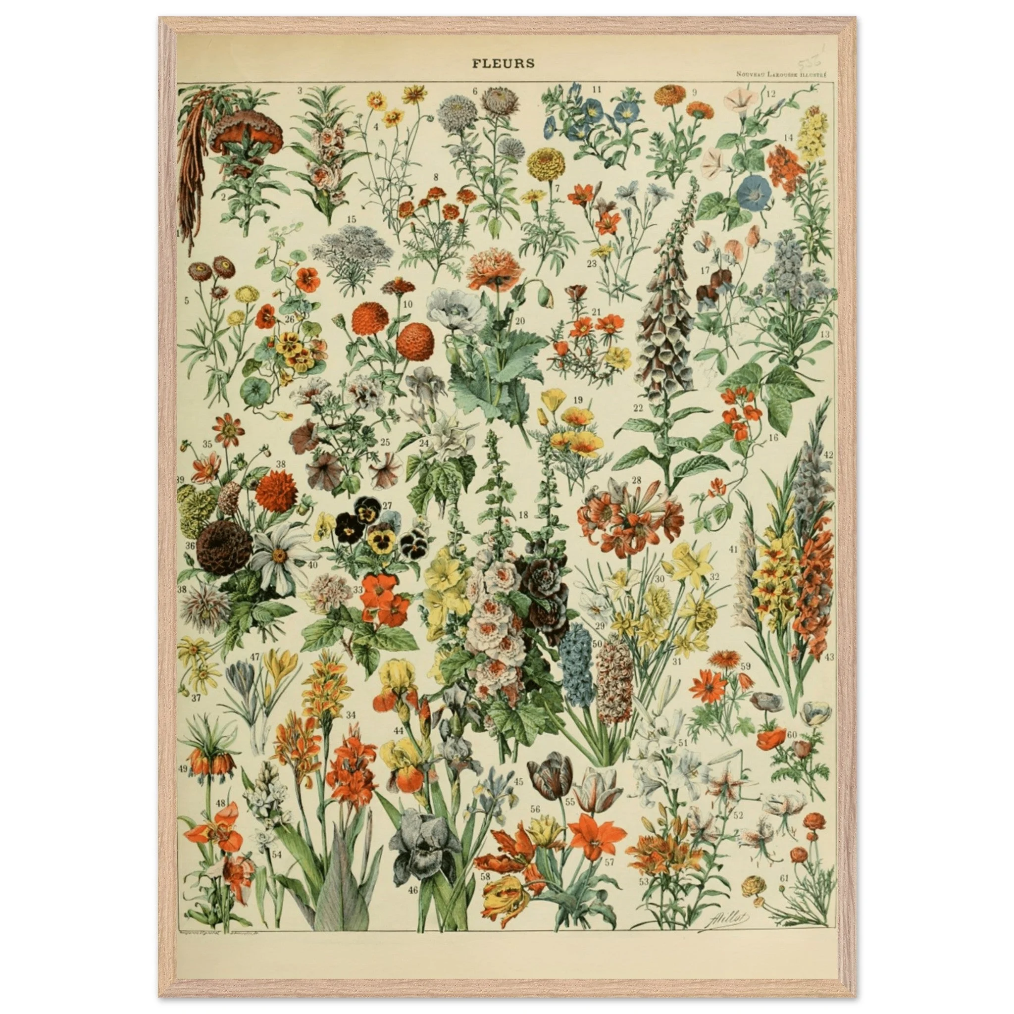 Vintage Flower Illustration | Adolphe Millot Botanical Print | Retro Floral Wall Art
